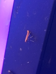 Caloptilia invariabilis