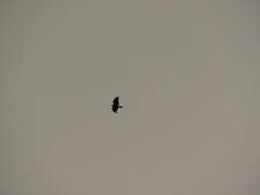 Geranoaetus melanoleucus