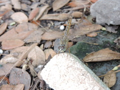 Brachythemis contaminata