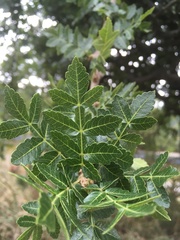 Bursera glabrifolia