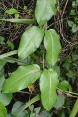Parsonsia alboflavescens