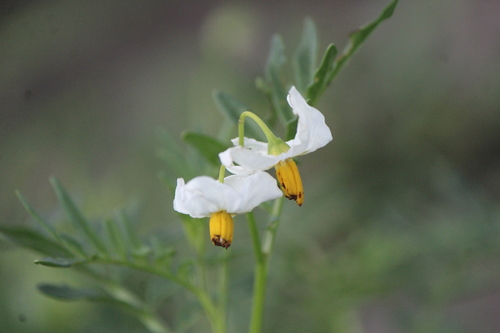 Tansyleaf nightshade (Solanum pinnatisectum)