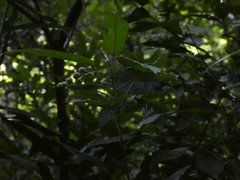 Croton lachnocarpus