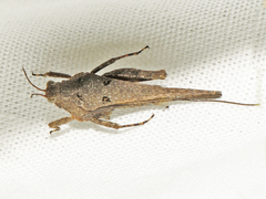Tetrix subulata