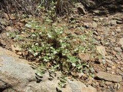 Euphorbia capitellata