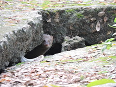Urva auropunctata