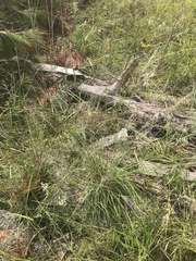 Muhlenbergia expansa