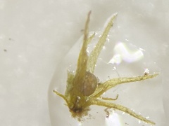 Micromitrium tenerum