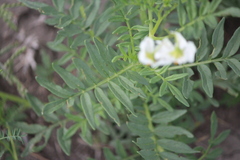 Solanum pinnatisectum