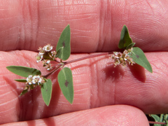 Euphorbia capitellata