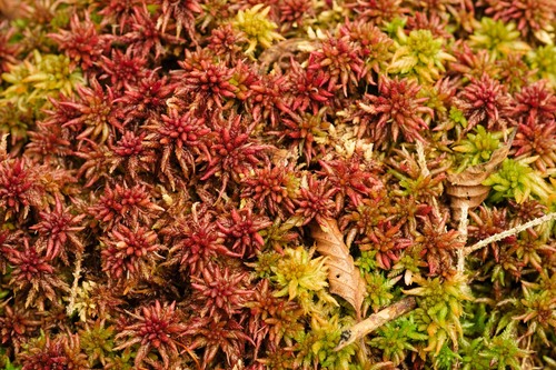 Sphagnum divinum