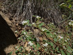Euphorbia capitellata