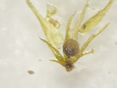 Micromitrium tenerum