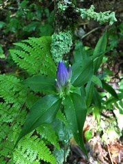 Gentiana austromontana