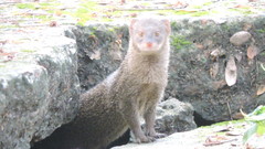 Urva auropunctata