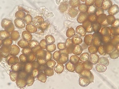 Micromitrium tenerum