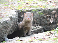 Urva auropunctata