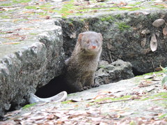 Urva auropunctata