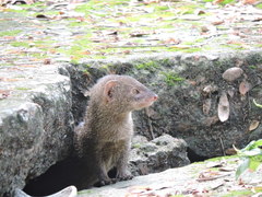 Urva auropunctata