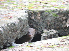 Urva auropunctata