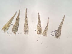 Micromitrium tenerum