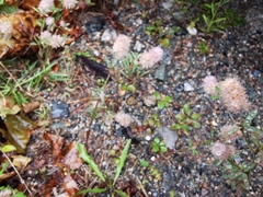 Trifolium arvense