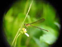 Argia sedula