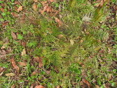 Tagetes foetidissima