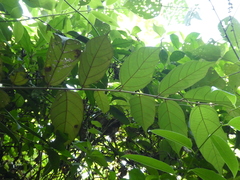 Pterospermum heterophyllum