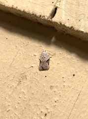 Acleris subnivana