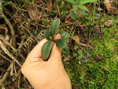 Clusia elliptica