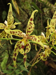 Oncidium gloriosum