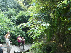 Pterospermum heterophyllum