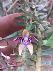Dichaea muricatoides