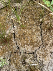 Micromitrium tenerum