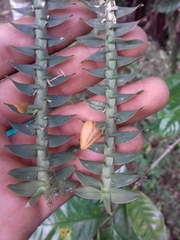 Dichaea muricatoides