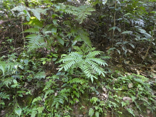 Angiopteris fokiensis, photograph 4