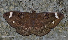 Erebus hieroglyphica