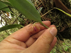 Pleurothallis talpinaria
