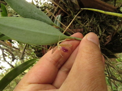 Pleurothallis talpinaria