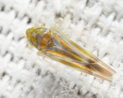 Erythridula kanza
