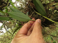 Pleurothallis talpinaria