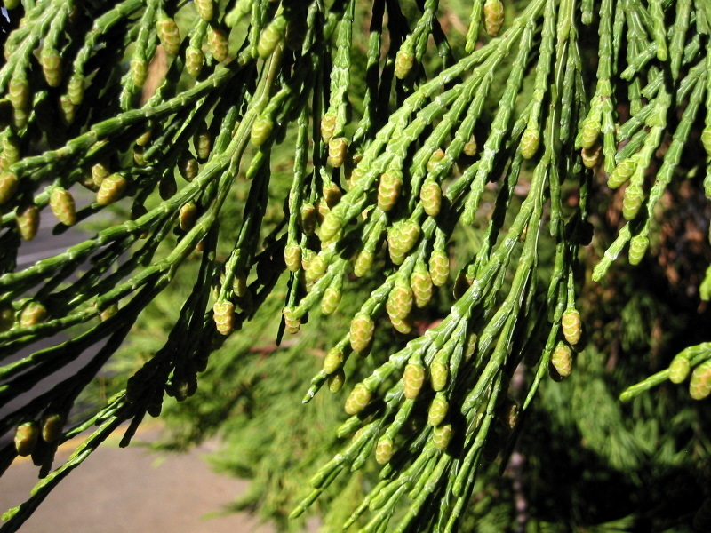 California Incense Cedar (LA Urban Forest Program) · iNaturalist