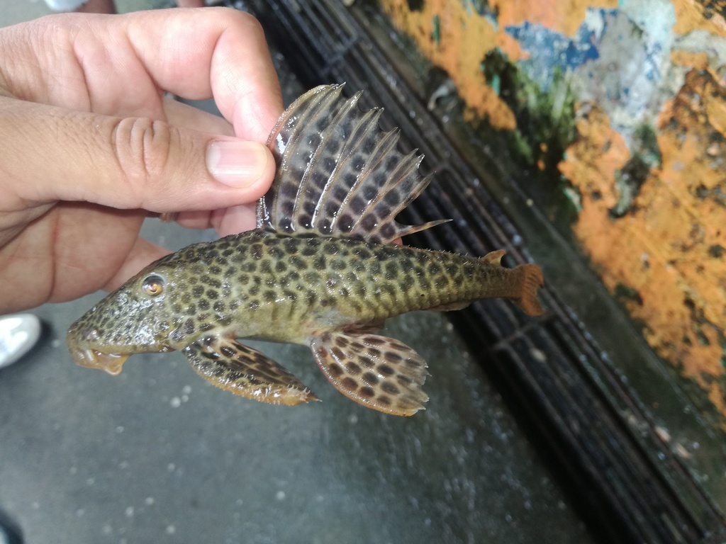 Landon's pleco (Hemiancistrus landoni) — Loricariidae