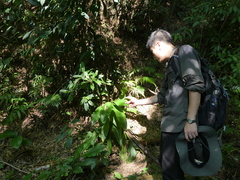 Alpinia chinensis