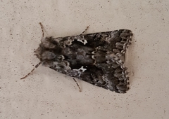 Syngrapha alias