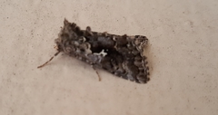 Syngrapha alias
