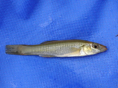 Fundulus seminolis
