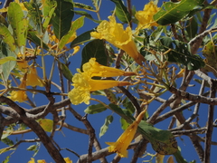 Tabebuia aurea