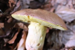 Butyriboletus regius